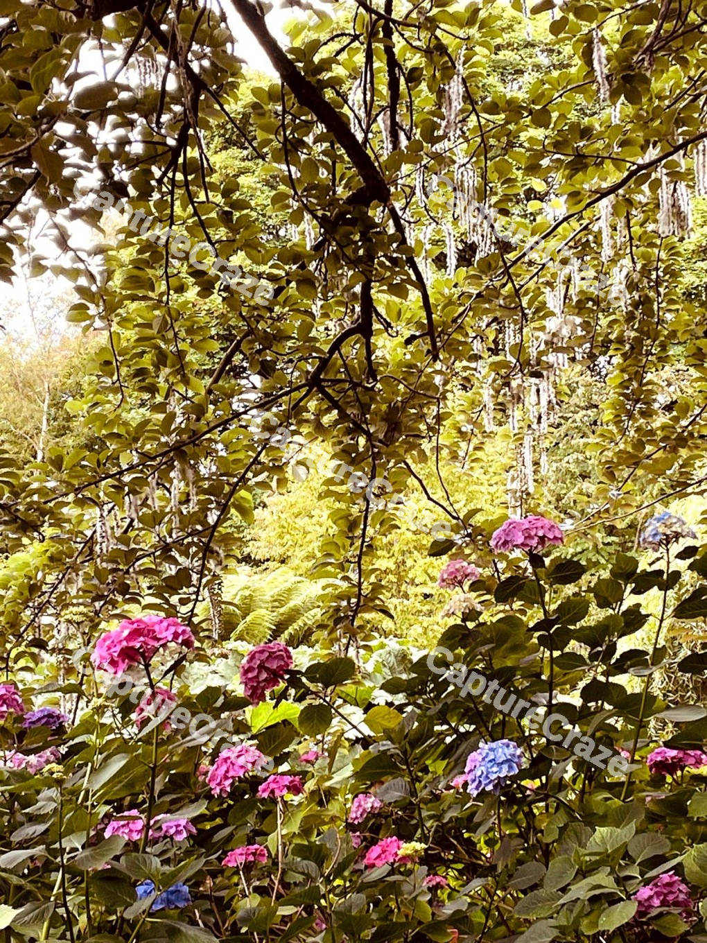 Beautiful Flowers